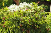 Picea abies 'Pusch'